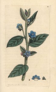 Evergreen Bugloss, Pentaglottis sempervirens