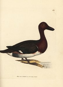 Ferruginous pochard, Aythya nyroca (Anas nyroca, olive-tufted duck)