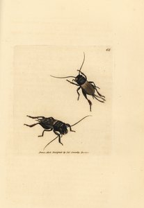 Field cricket, Gryllus campestris (Accheta campestris) by James Sowerby