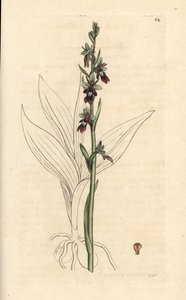Fly Orchid, Ophrys Insectifera (Fly Orchis, Ophrys Muscifera) by James Sowerby