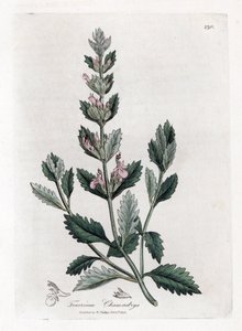 Germandree Petit Oak - Common Germander, Teucrium Chamaedrys