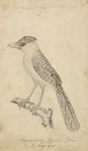 Giant Antshrike