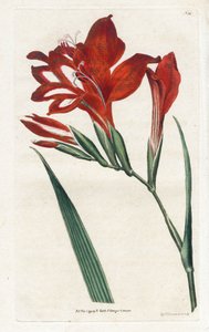 Glaieul Cardinal