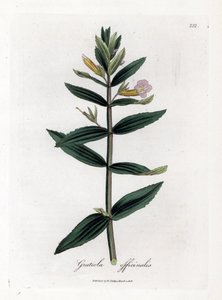 Gratiole Officinale or Hedge-hyssop, Gratiola officinalis (Handcoloured copperplate engraving) by James Sowerby