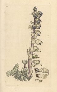Greater Toothwort, Lathraea squamaria (Grande Cardamine) Handcoloured Copperplate Engraving after an Illustration by James Sowerby from James Smith