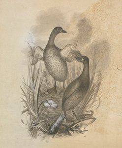 Grebes by James Sowerby
