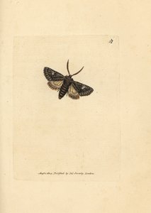 Green-brindled dot moth, Valeria oleagina by James Sowerby