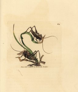 Grey Bush Cricket (Handcoloured Copperplate Engraving by James Sowerby from The British Miscellany) by James Sowerby