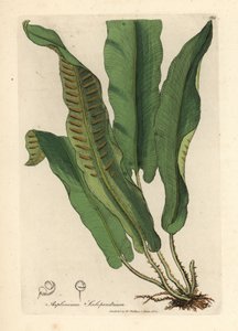 Harts-tongue fern, Asplenium scolopendrium