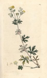Hoary Cinquefoil, Potentilla argentea (Cinquefoil) Handcoloured Copperplate Engraving after an Illustration by James Sowerby from James Smith
