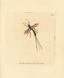 Ichneumon fly, Rhyssa persuasoria by James Sowerby