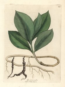 Ipecacuan, Ipecacuanha by James Sowerby