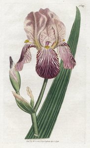 Iris a Smell of Elderberry by James Sowerby
