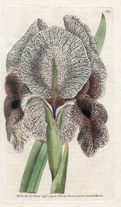 Iris de Chalcedoine or Susa by James Sowerby