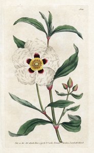 Ladanifere or Ledon Cistus - Lithography by James Sowerby (1757-1822), from the Botanical Magazine by William Curtis (1746-1799)