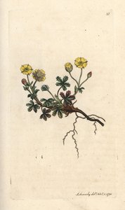 Large-flowered Potentilla, Potentilla grandiflora (Spring Cinquefoil, Potentilla verna) Handcoloured Copperplate Engraving after an Illustration by James Sowerby from James Smith