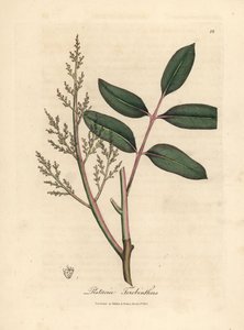Leaves and flowers of the chian tree, Pistacia terebinthus