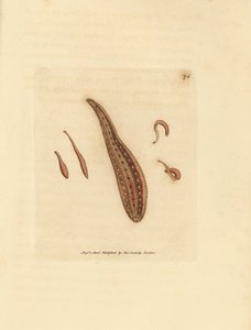 Leech, Hirudo circulans by James Sowerby