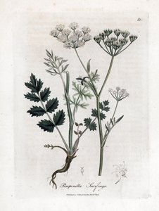 Locage saxifrage - Burnet saxifrage, Pimpinella saxifraga