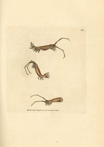 Long-horn isopod, Astacilla longicornis