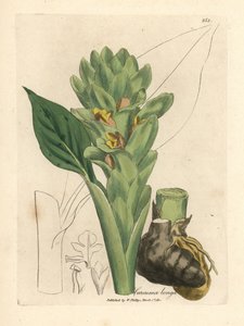 Long-rooted turmeric, Curcuma longa by James Sowerby