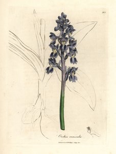Male orchis, Orchis mascula by James Sowerby