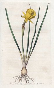Medusa Trumpet by James Sowerby