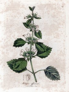 Melisse Officinale or Melisse Lemongrass - Common Balm, Melissa Officinalis