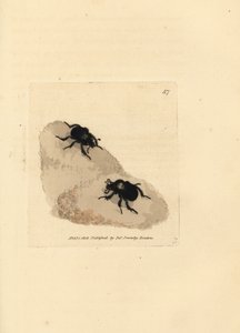 Minotaur beetle, Typhaeus typhoeus (Scarabaeus pumilus)