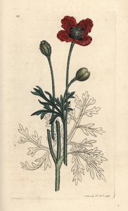 Mongrel Poppy or Round Pricklyhead Poppy, Papaver hybridum (Handcoloured copperplate engraving)