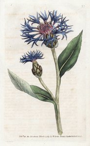 Mountain Centauree or Perennial Blueberry