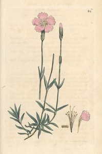 Mountain Pink, Dianthus Caesius