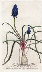 Muscari Neglectum by James Sowerby