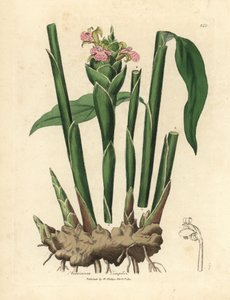 Narrow leaved ginger, Zingiber officinale