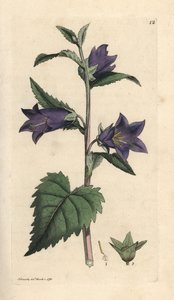 Nettle Leaved Bellflower