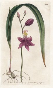 Orchid: calopogon tuberus (Lithography by James Sowerby, from William Curtis