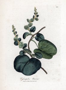 Pareira brava, Cissampelos pareira by James Sowerby