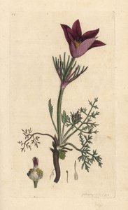 Pasqueflower, Anemone pulsatilla