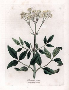 Perennial clematite - Upright virgins bower, Clematis recta by James Sowerby