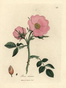 Pink Dog Rose with Rosehip, Rosa canina