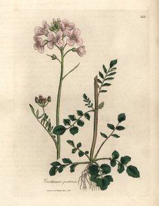 Pink Flowered Ladies Smock or Cuckoo-flower, Cardamine pratensis by James Sowerby