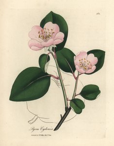 Pink Flowered Quince Tree, Pyrus cydonia by James Sowerby
