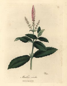 Pink flowered spearmint, Mentha viridis