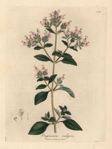 Pink flowered wild marjoram, Origanum vulgare by James Sowerby