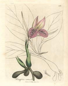 Pink flowered zedoary, Kaempferia rotunda by James Sowerby