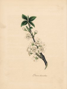 Plum tree - Common plum tree, Prunus domestica by James Sowerby