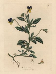 Purple and yellow pansy, Viola tricolor