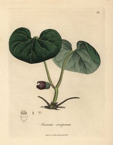 Purple flowered asarabacca, or wild ginger, Asarum europaeum by James Sowerby
