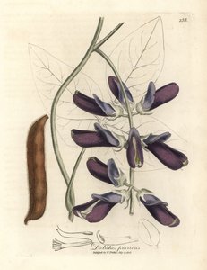 Purple Flowered Cowhage Dolichos, Dolichos pruriens