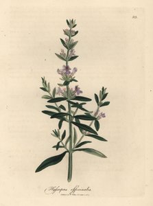 Purple Flowered Hyssop, Hyssopus officinalis